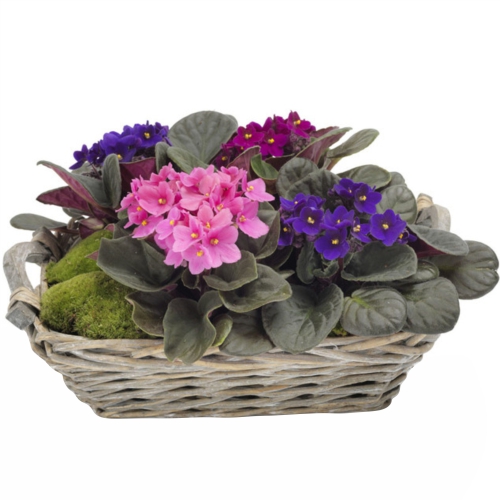 Basket of violets ― Floristik — flower delivery all over Ukraine