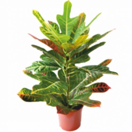 Croton. Buy Croton in the online store Floristik