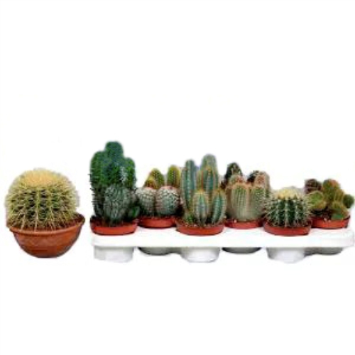 Cactus. Buy Cactus in the online store Floristik