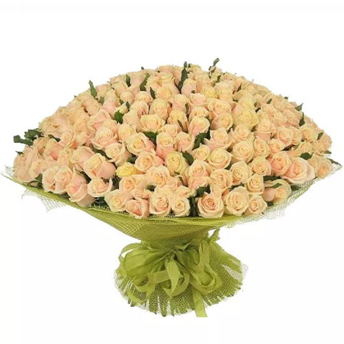 Quiet Flows Bouquet of 301 cream roses. Buy Quiet Flows Bouquet of 301 cream roses in the online store Floristik