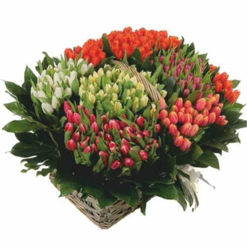 255 Tulip. Buy 255 Tulip in the online store Floristik