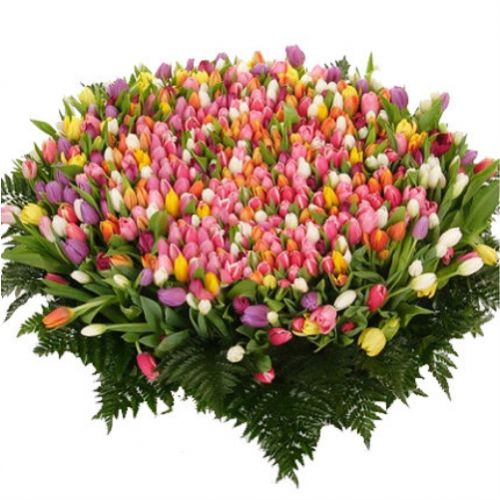 501 Tulip. Buy 501 Tulip in the online store Floristik