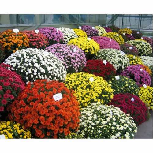 Potted chrysanthemum color choice. Buy Potted chrysanthemum color choice in the online store Floristik