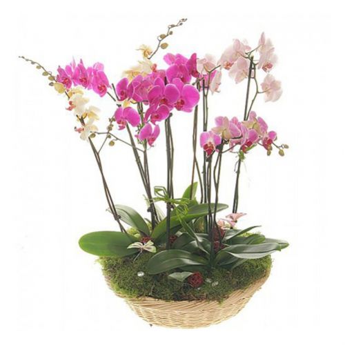 Oasis orchids ― Floristik — flower delivery all over Ukraine