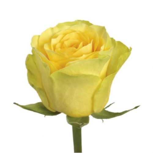 Rose yellow piece ― Floristik — flower delivery all over Ukraine