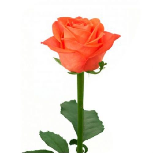 Rose orange piece ― Floristik — flower delivery all over Ukraine