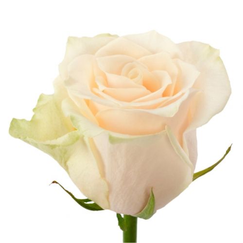 Rose cream piece ― Floristik — flower delivery all over Ukraine