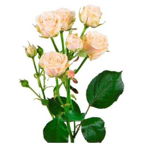 Rose bush creamy piece ― Floristik — flower delivery all over Ukraine