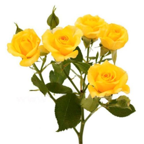 Rose bush yellow piece ― Floristik — flower delivery all over Ukraine