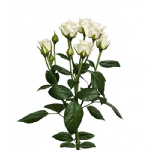 Rose bush white piece ― Floristik — flower delivery all over Ukraine