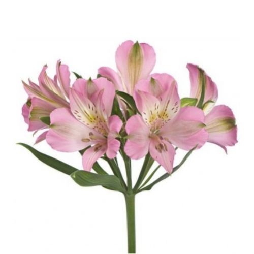 Alstroemeria pink piece ― Floristik — flower delivery all over Ukraine