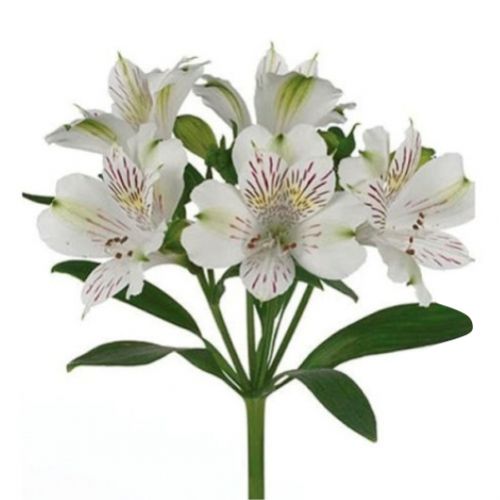 Alstroemeria white piece ― Floristik — flower delivery all over Ukraine