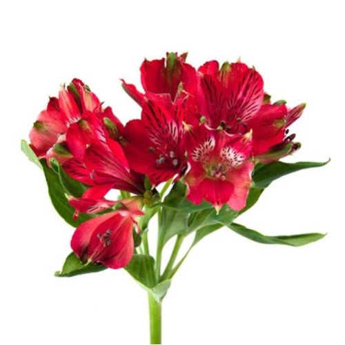 Alstroemeria scarlet piece ― Floristik — flower delivery all over Ukraine