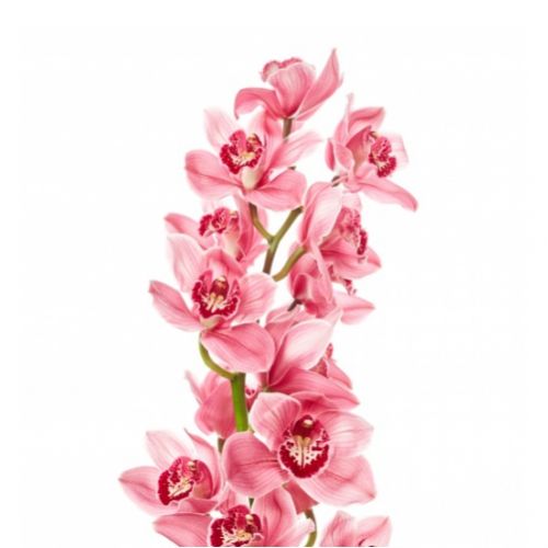 Cymbidium Orchid pink (branch) ― Floristik — flower delivery all over Ukraine