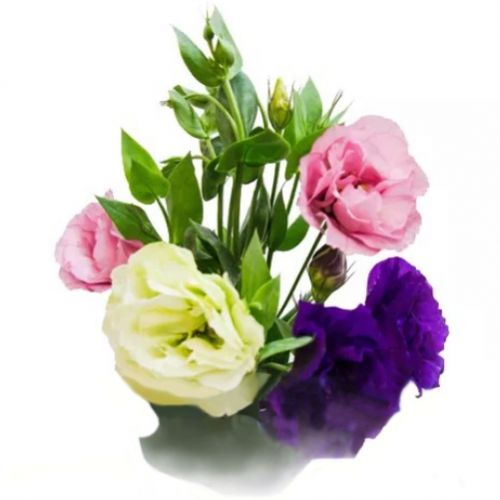 Eustoma (lisianthus) piece ― Floristik — flower delivery all over Ukraine