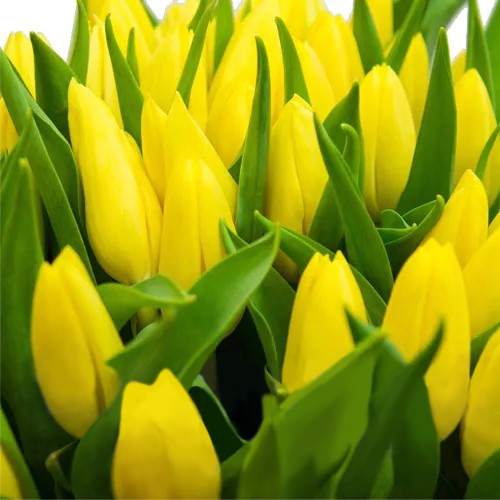 Tulip yellow piece ― Floristik — flower delivery all over Ukraine