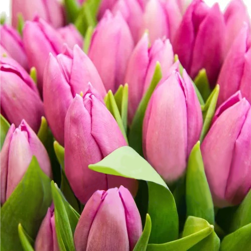 Tulip pink piece ― Floristik — flower delivery all over Ukraine