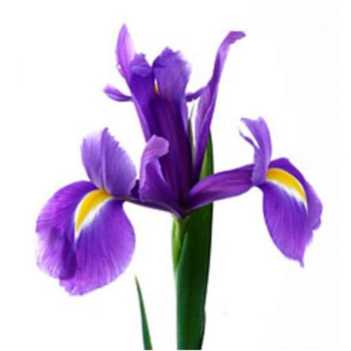 Iris piece ― Floristik — flower delivery all over Ukraine