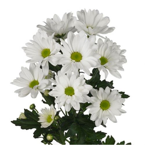 Chrysanthemum white piece ― Floristik — flower delivery all over Ukraine