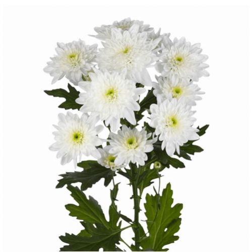 Chrysanthemums Euro piece ― Floristik — flower delivery all over Ukraine