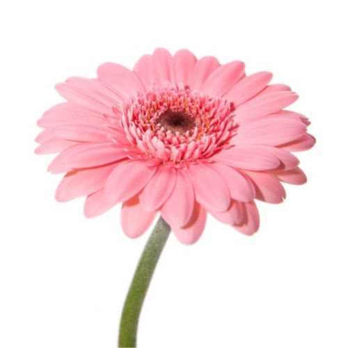 Gerbera pink piece ― Floristik — flower delivery all over Ukraine