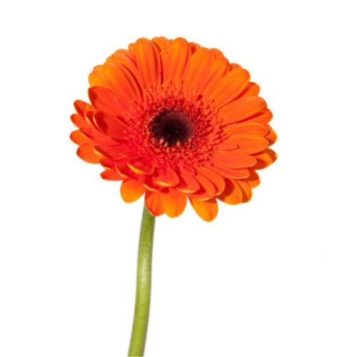 Gerber orange piece ― Floristik — flower delivery all over Ukraine