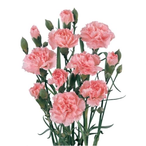 Cloves bush  pink piece ― Floristik — flower delivery all over Ukraine