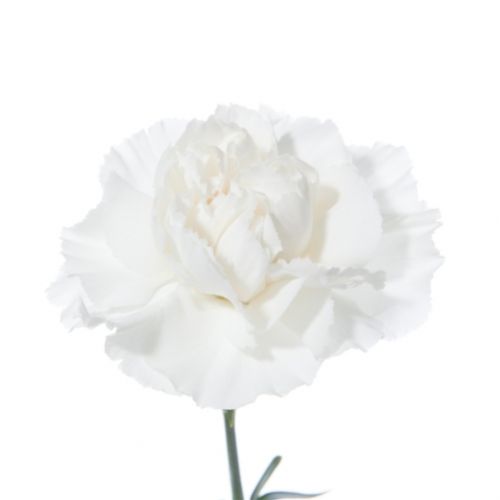 Carnation white piece ― Floristik — flower delivery all over Ukraine