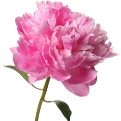 Peony ― Floristik — flower delivery all over Ukraine