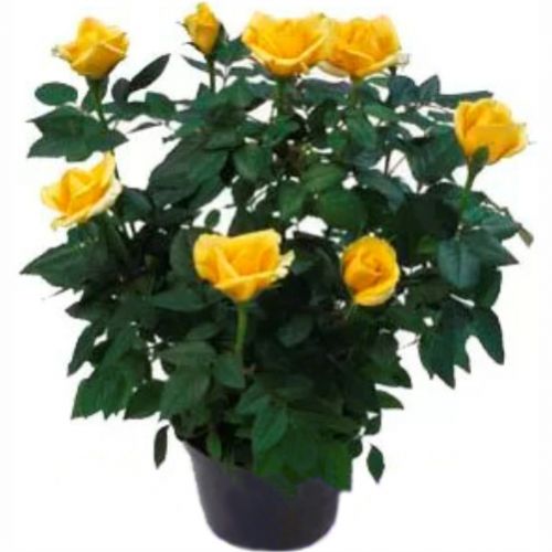 Yellow rose bush. Buy Yellow rose bush in the online store Floristik
