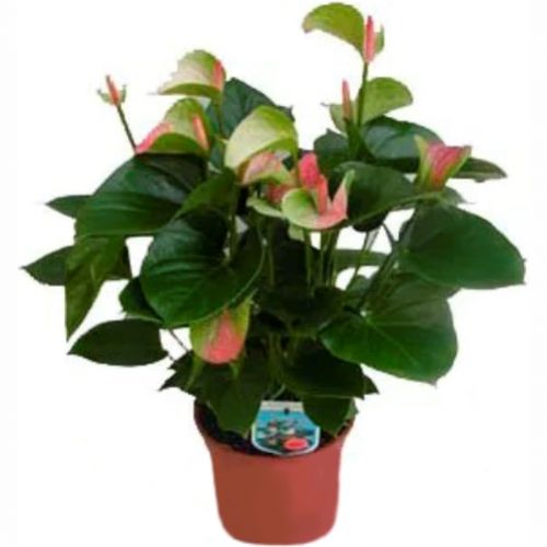 Anthurium green. Buy Anthurium green in the online store Floristik