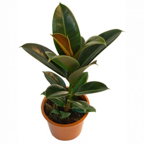 Ficus. Buy Ficus in the online store Floristik