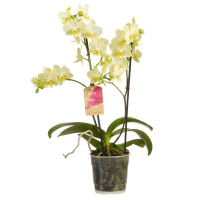 Lemon-coloured orchid. Buy Lemon-coloured orchid in the online store Floristik