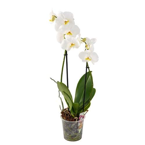 White orchid . Buy White orchid  in the online store Floristik