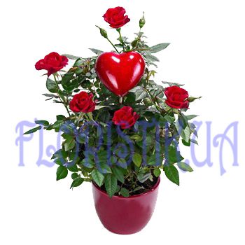 Red rose bush. Buy Red rose bush in the online store Floristik