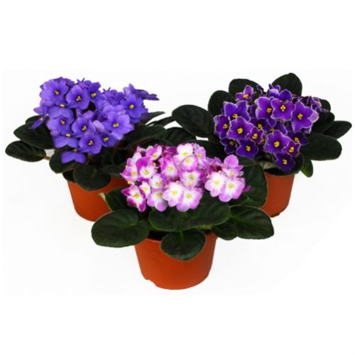 Violet . Buy Violet  in the online store Floristik