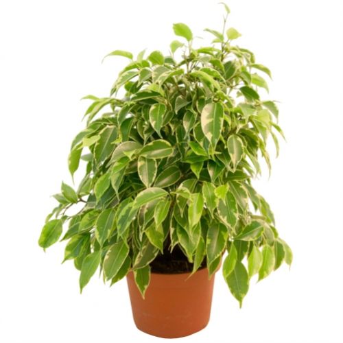 Ficus. Buy Ficus in the online store Floristik