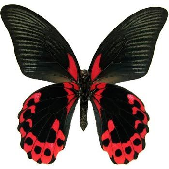 Red Mormon. Buy Red Mormon in the online store Floristik