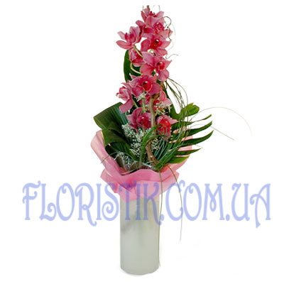 Pink Orchid. Buy Pink Orchid in the online store Floristik