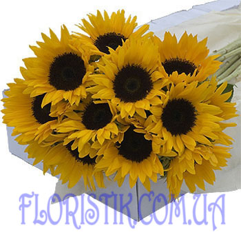 Sunflowers. Buy Sunflowers in the online store Floristik