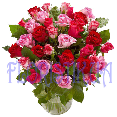 Rose red and pink. Buy rose red pink online store Floristik