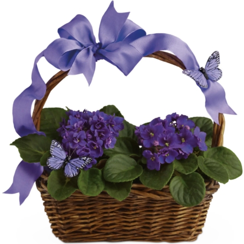 Violets in a basket. Buy Violets in a basket in the online store Floristik