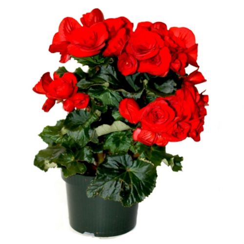 Begonia. Buy Begonia in the online store Floristik