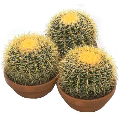 Echinocactus. Buy Echinocactus in the online store Floristik
