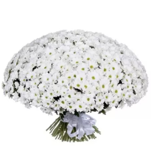 101 Chrysanthemum. Buy 101 Chrysanthemum in the online store Floristik