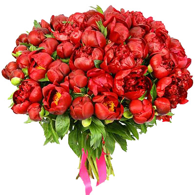 Bouquet of 51 red peonies ― Floristik — flower delivery all over Ukraine