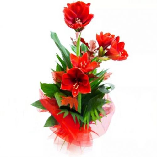 Bouquet of amaryllis ― Floristik — flower delivery all over Ukraine
