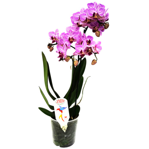 Orchid Lilac ― Floristik — flower delivery all over Ukraine