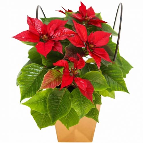 Christmas poinsettia ― Floristik — flower delivery all over Ukraine