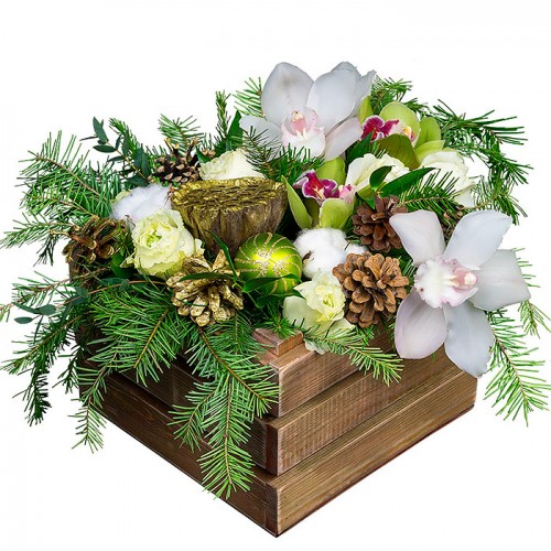 Shopping citrus orchids ― Floristik — flower delivery all over Ukraine